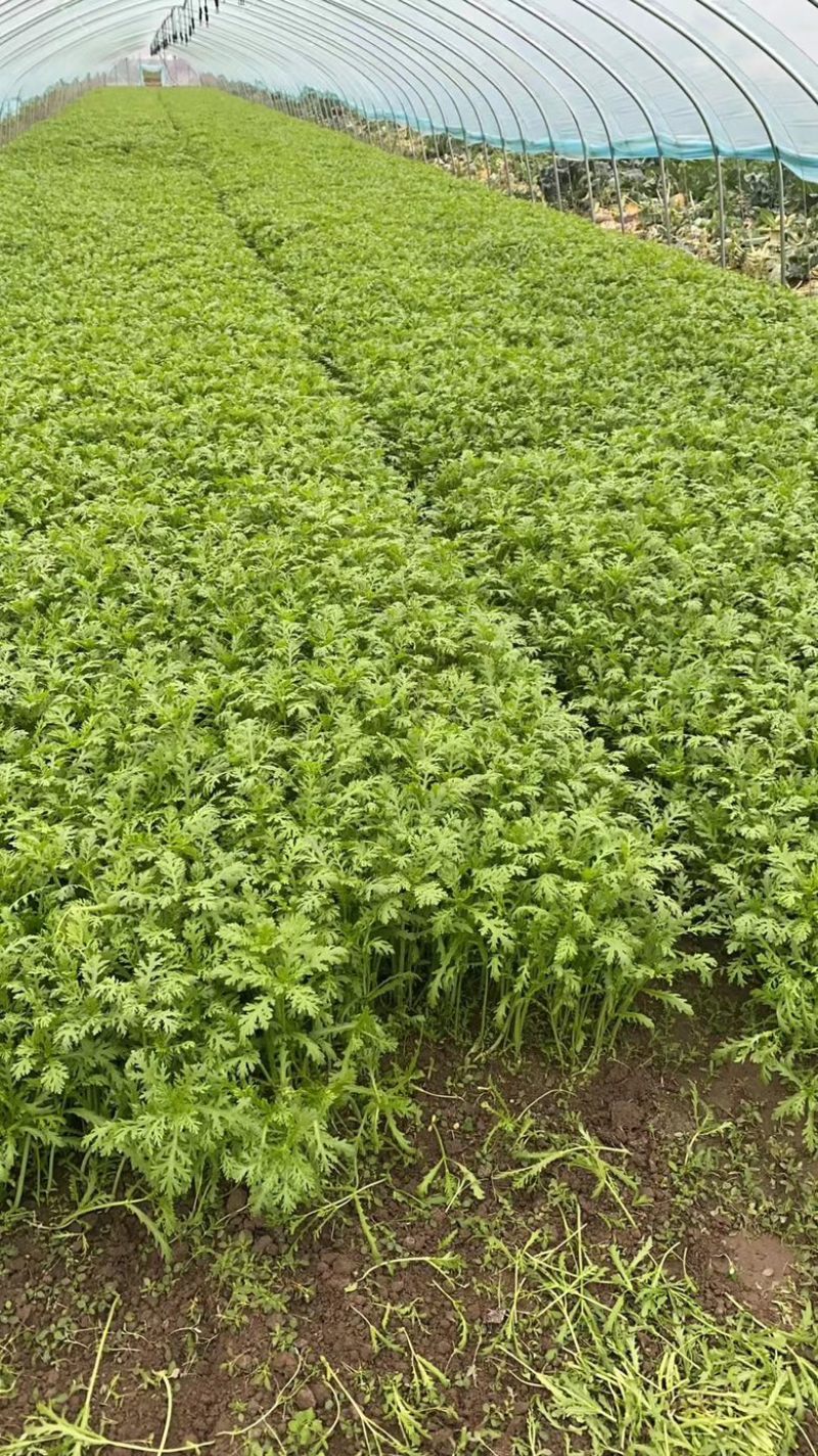 茼蒿