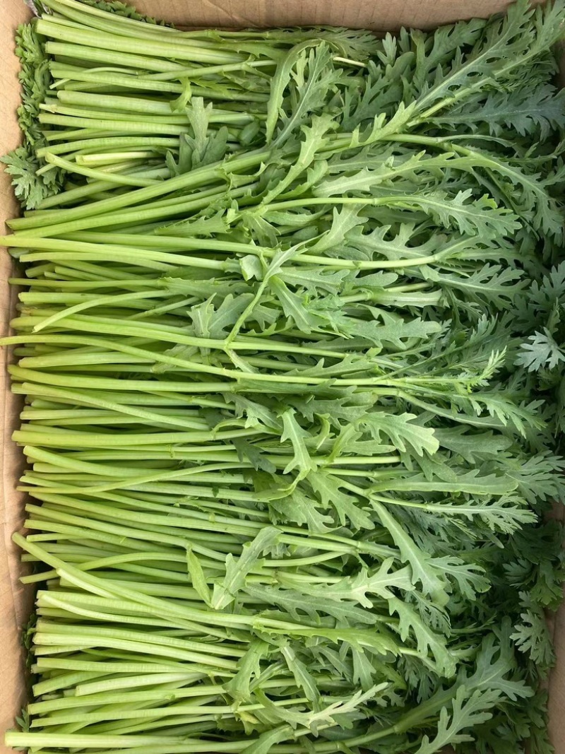 茼蒿