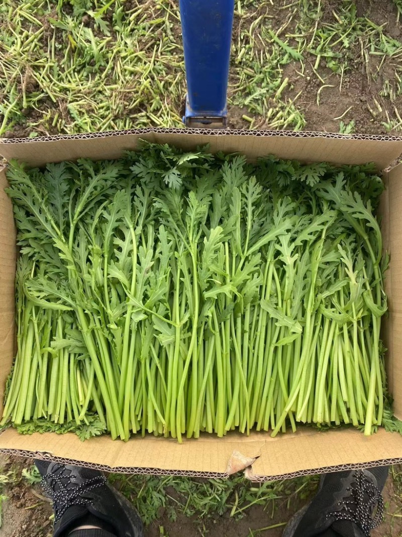 茼蒿
