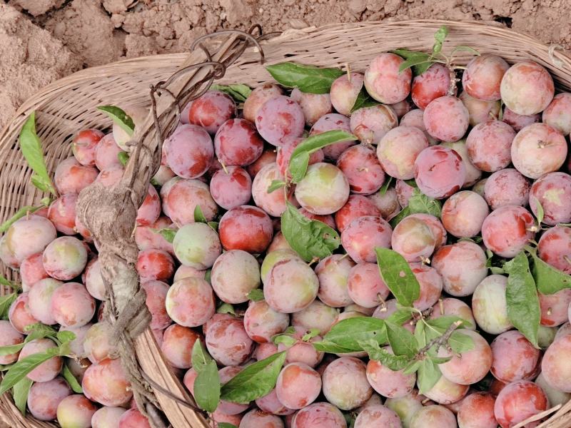 富民县玫瑰李子