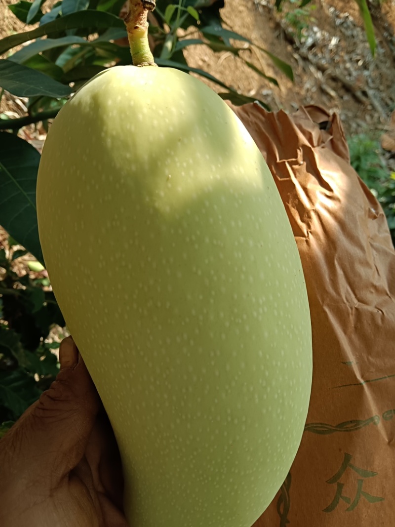 金煌芒，水仙芒，青芒