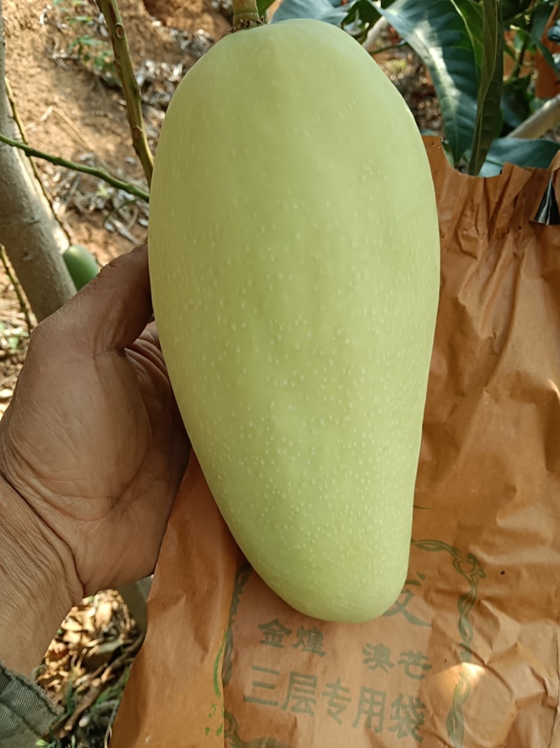 金煌芒，水仙芒，青芒