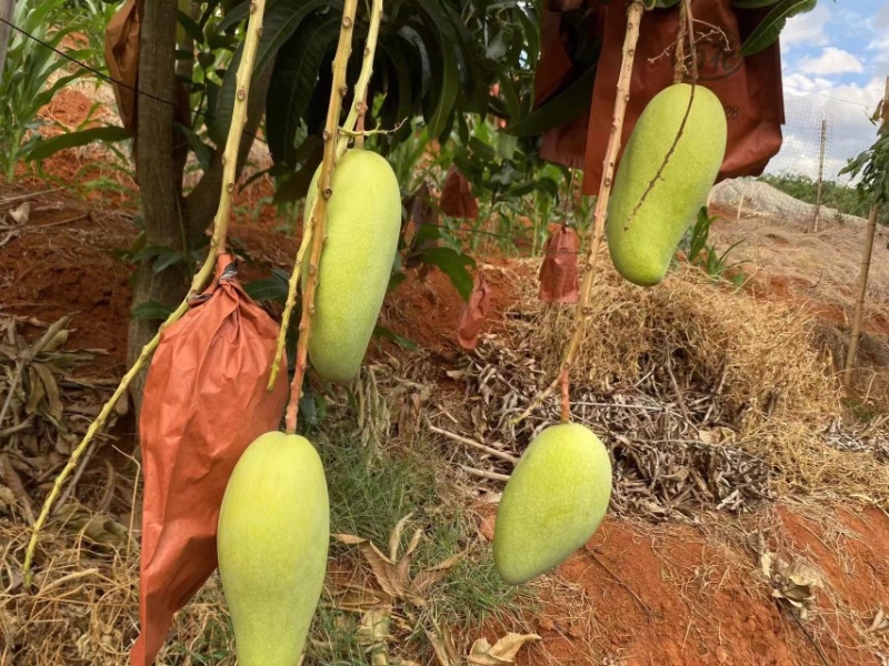金煌芒，水仙芒，青芒