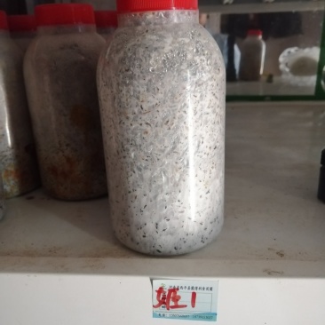 姬菇原种！800毫升标准塑料瓶装！栗木屑培养基！