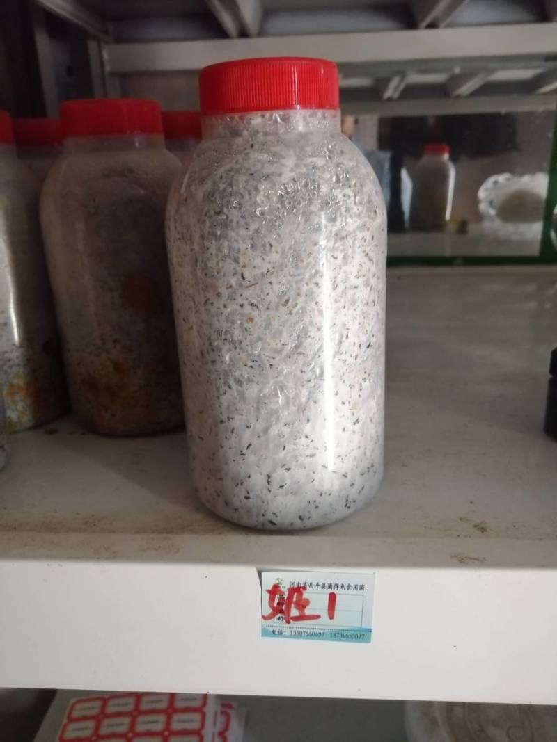 姬菇原种！800毫升标准塑料瓶装！栗木屑培养基！