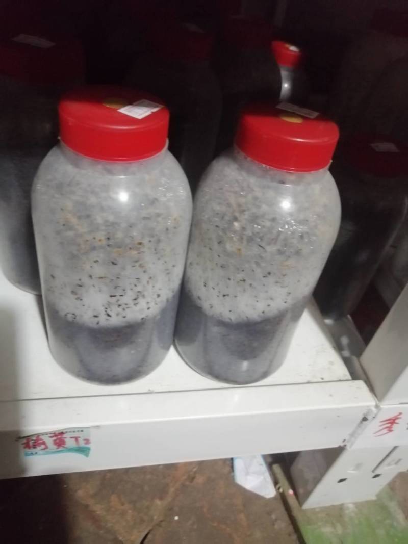 姬菇原种！800毫升标准塑料瓶装！栗木屑培养基！