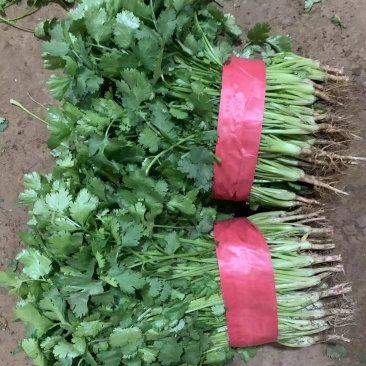 【大叶香菜】泡沫箱香菜打捆香菜产地直发对接商超