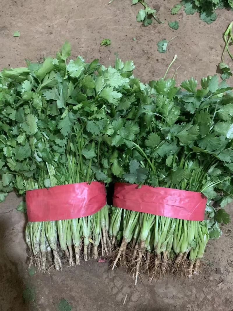 【大叶香菜】基地直供精品泡沫箱香菜打捆香菜对接市场
