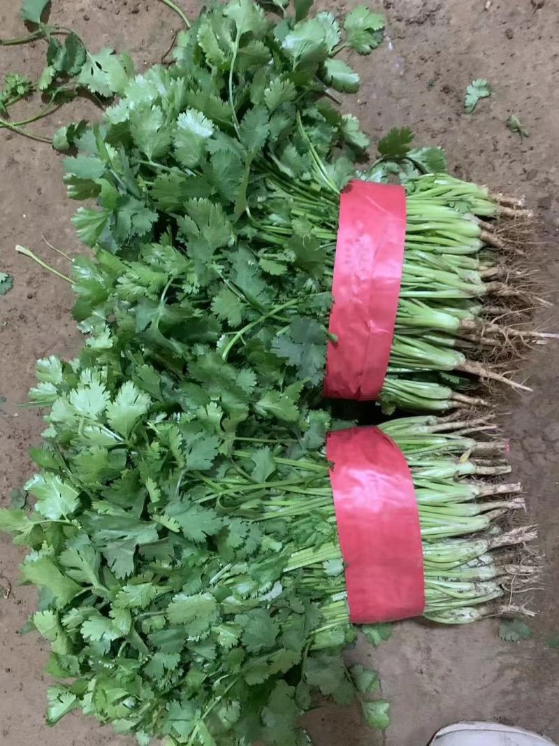 【大叶香菜】基地直供精品泡沫箱香菜打捆香菜对接市场