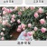 藤本月季爬藤月季大花欧洲月季爬墙月季品质保证