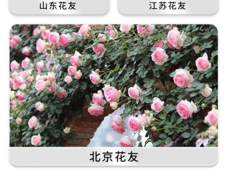 藤本月季爬藤月季大花欧洲月季爬墙月季品质保证