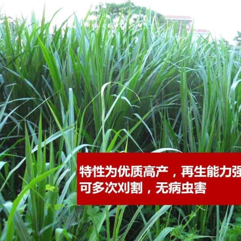杂交狼尾草种子多年生牧草高产四季高产喂禽畜牛羊鸡鸭鹅鱼牧