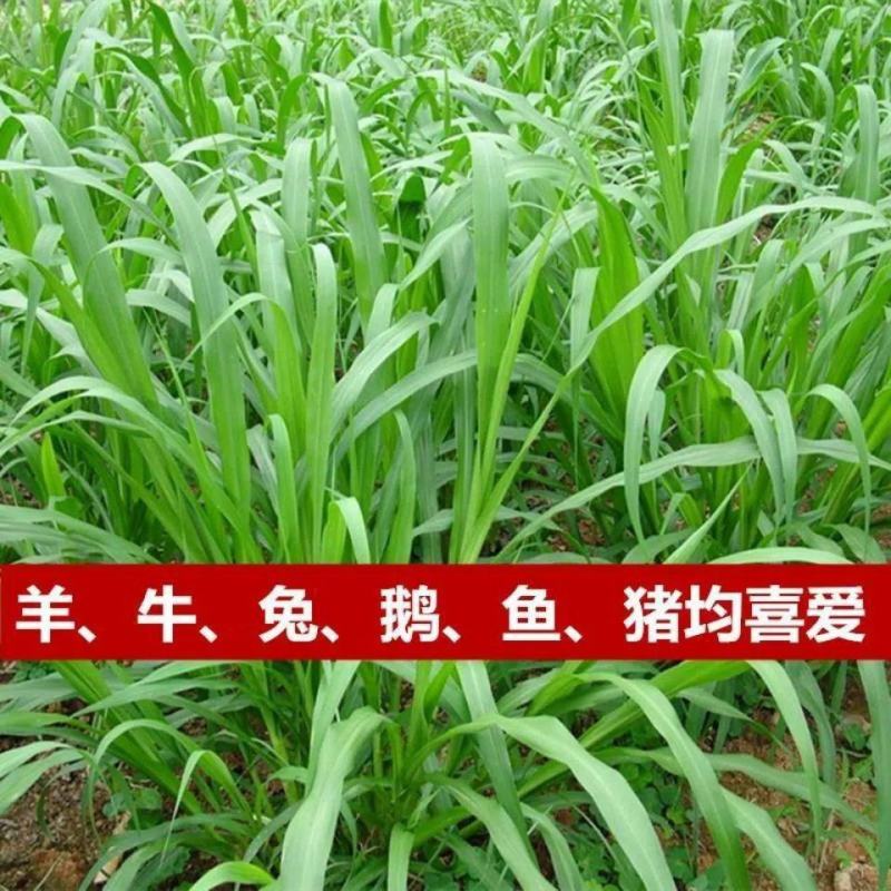 杂交狼尾草种子多年生牧草高产四季高产喂禽畜牛羊鸡鸭鹅鱼牧
