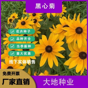 黑心菊花种子,金光菊花种子,景观绿工程多年生花卉种子批发