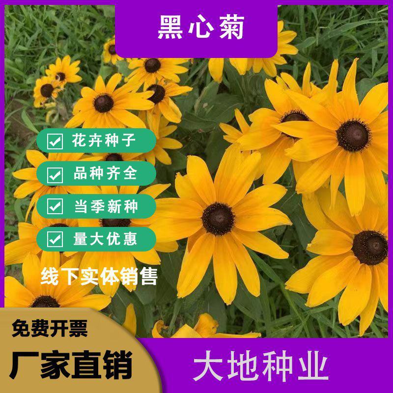 黑心菊花种子，金光菊花种子，景观绿工程多年生花卉种子批发
