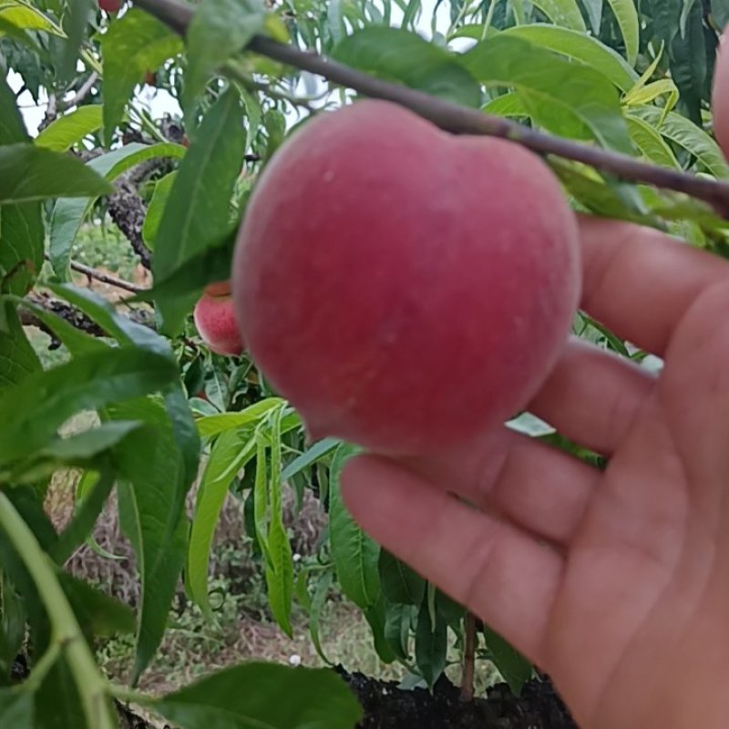 湖北小红桃