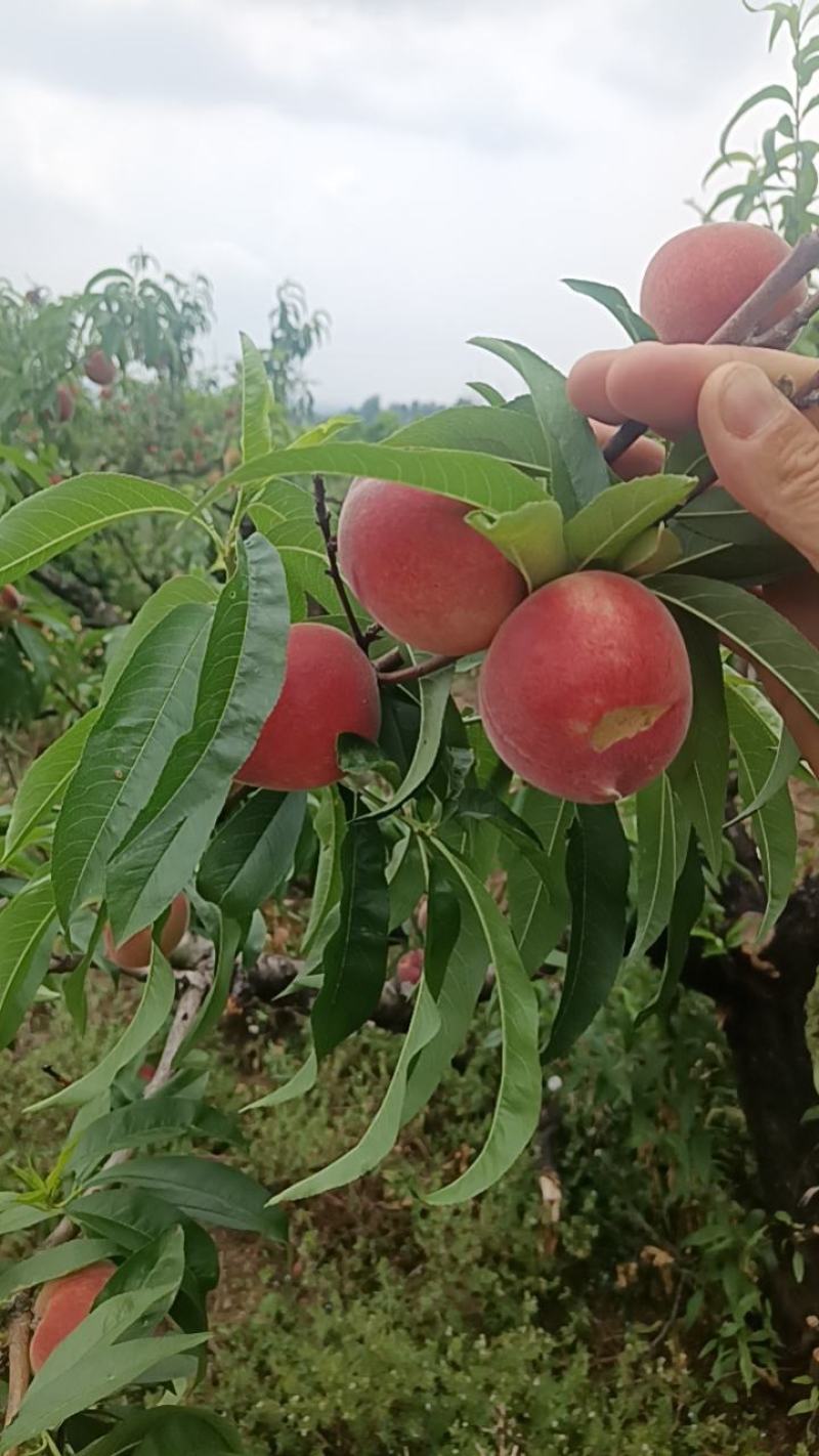 湖北小红桃