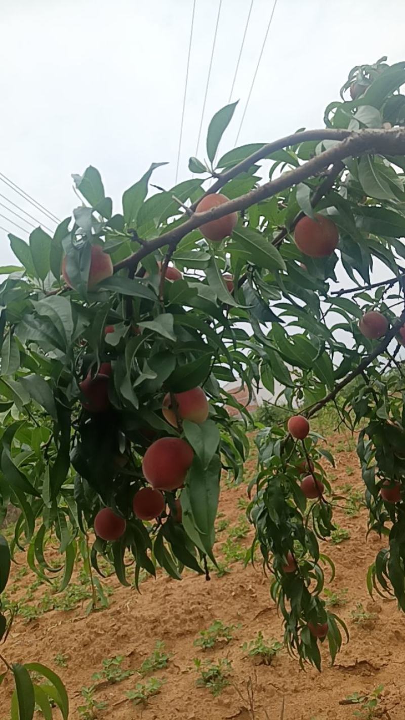 湖北小红桃