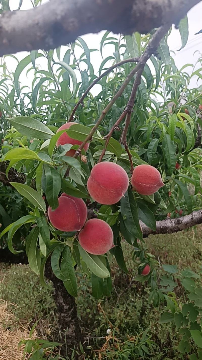 湖北小红桃