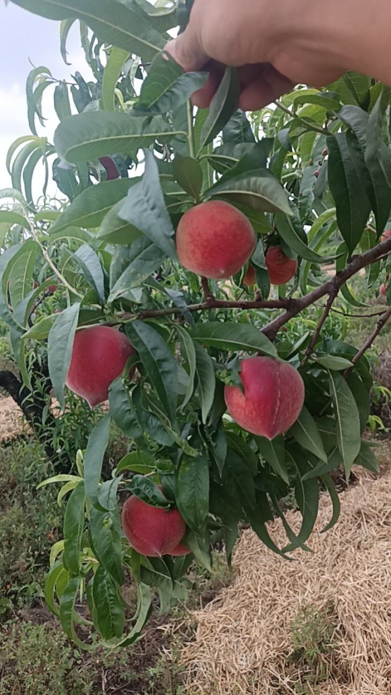 湖北小红桃