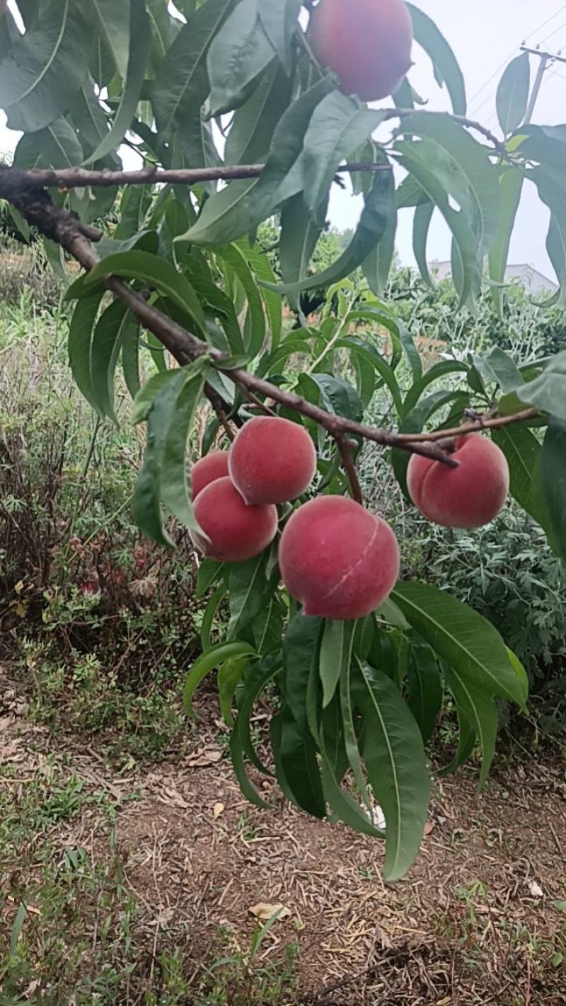 湖北小红桃