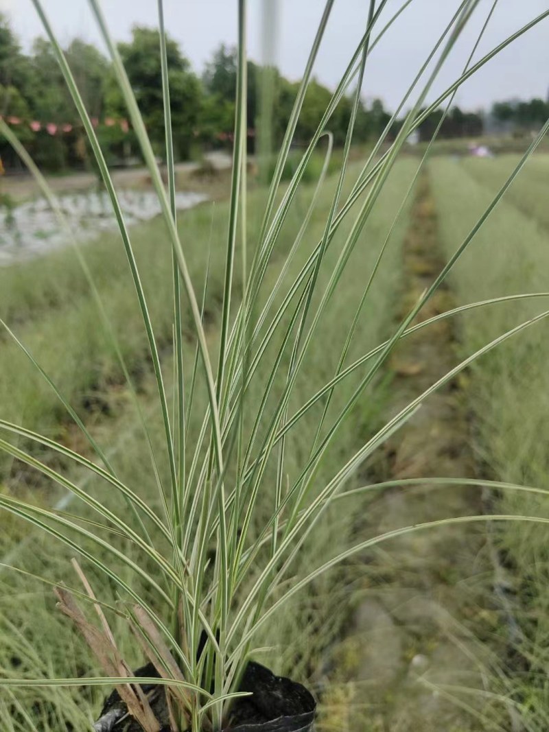 批发花叶芒小杯加仑杯观赏草基地直销一手货源视频看货
