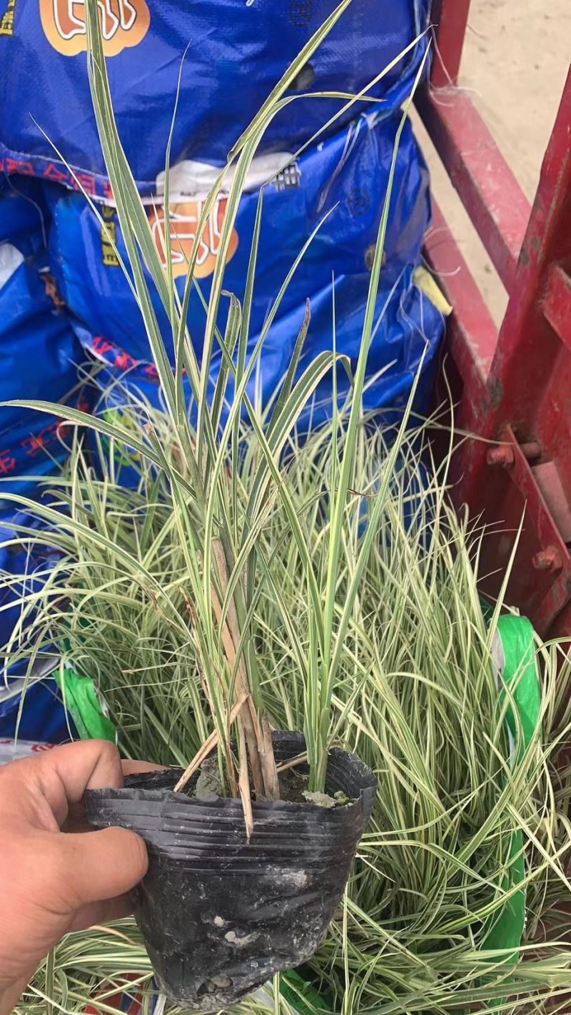 批发花叶芒小杯加仑杯观赏草基地直销一手货源视频看货