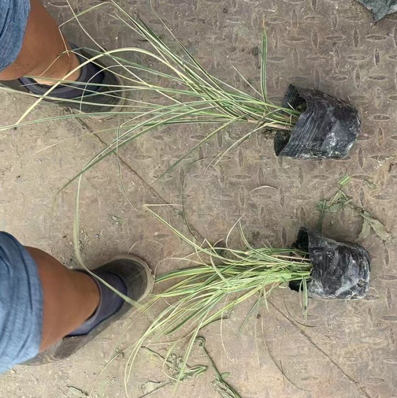 批发花叶芒小杯加仑杯观赏草基地直销一手货源视频看货
