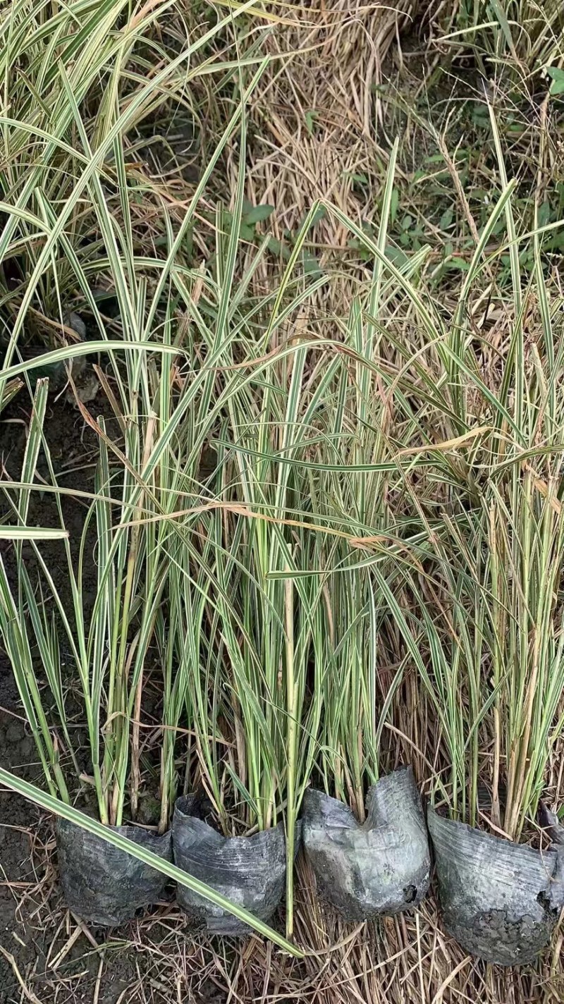 批发花叶芒小杯加仑杯观赏草基地直销一手货源视频看货