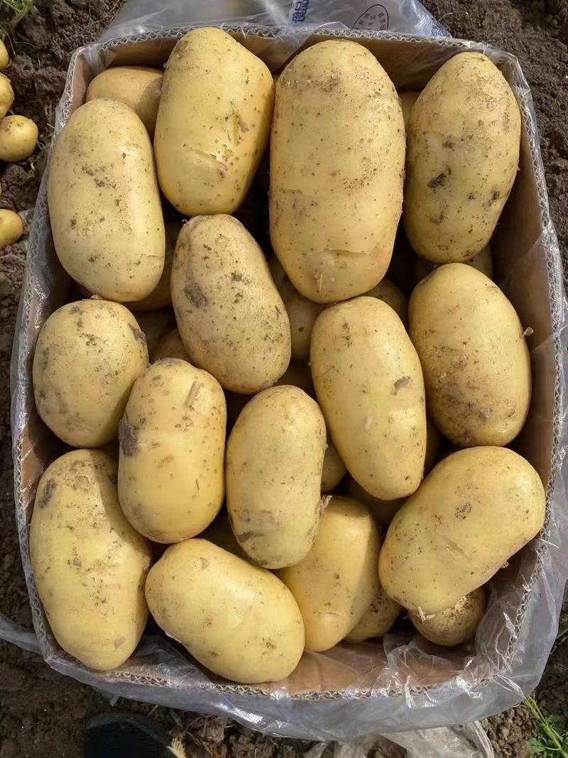 荷兰十五土豆/河南土豆商超社团电商供货代收代发全国市场