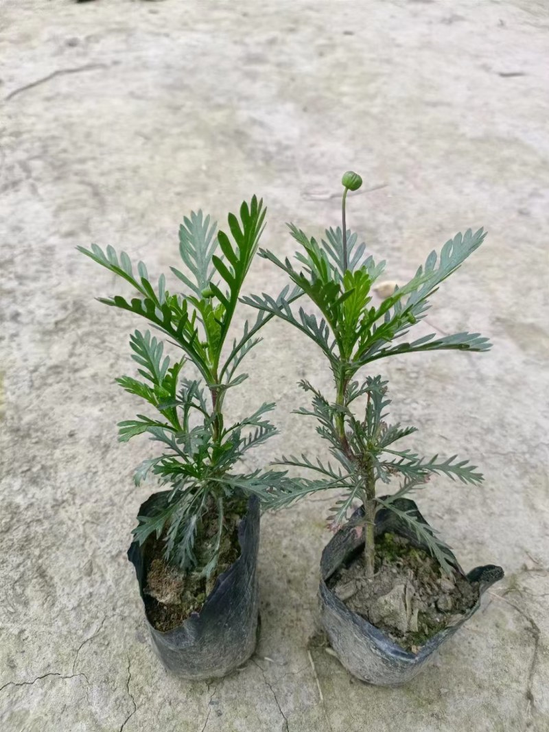 批发黄金菊市政园林绿化苗木黄金菊双色杯加仑杯基地直销