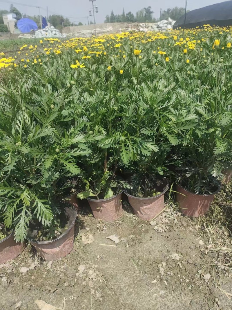 批发黄金菊市政园林绿化苗木黄金菊双色杯加仑杯基地直销