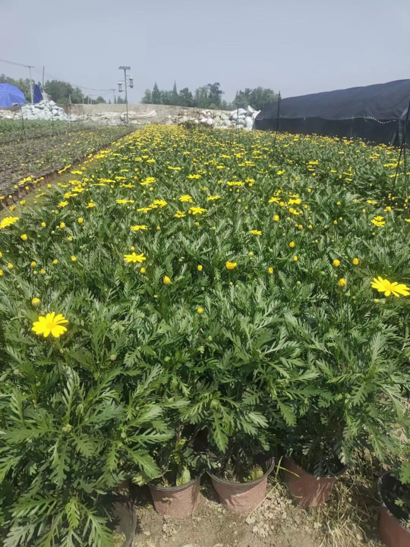 批发黄金菊市政园林绿化苗木黄金菊双色杯加仑杯基地直销