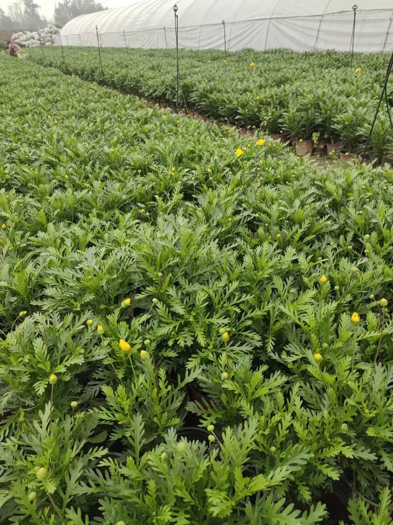 批发黄金菊市政园林绿化苗木黄金菊双色杯加仑杯基地直销