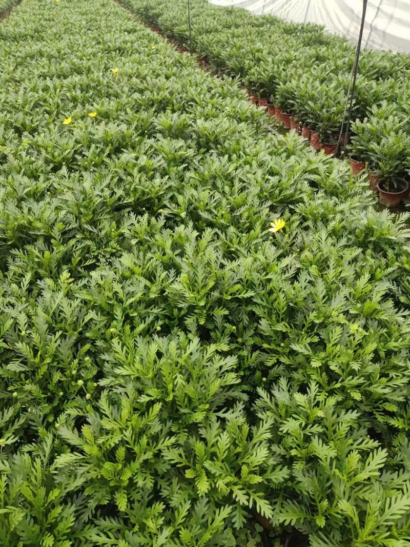 批发黄金菊市政园林绿化苗木黄金菊双色杯加仑杯基地直销