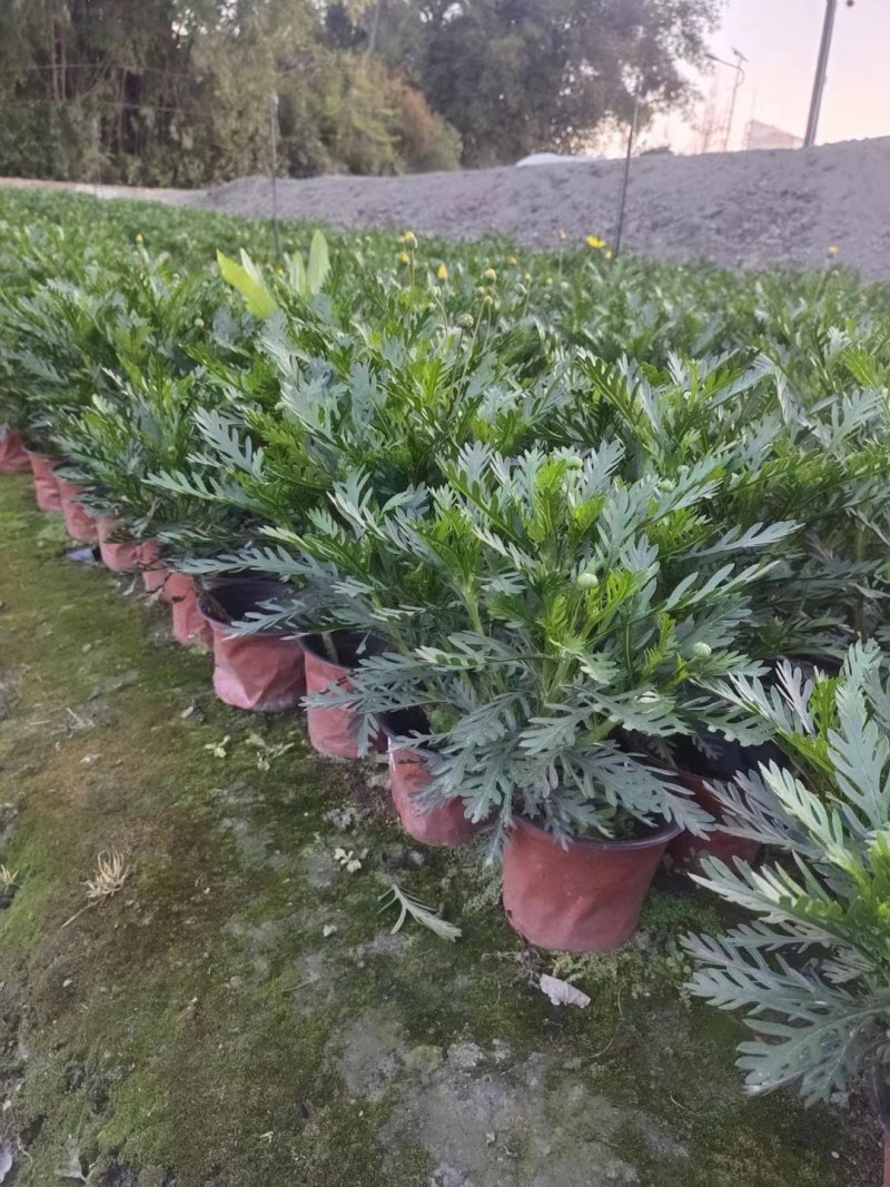 批发黄金菊市政园林绿化苗木黄金菊双色杯加仑杯基地直销