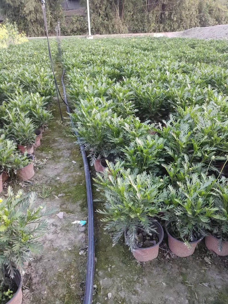 批发黄金菊市政园林绿化苗木黄金菊双色杯加仑杯基地直销