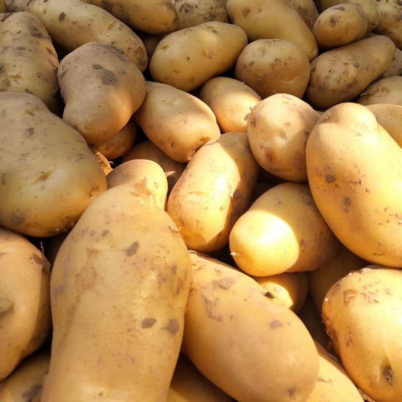 荷兰十五土豆/河南土豆商超社团电商供货代收代发全国市场