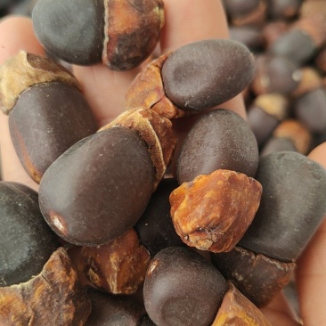野生马牙果缅茄菩提子阴阳子，可全国发货