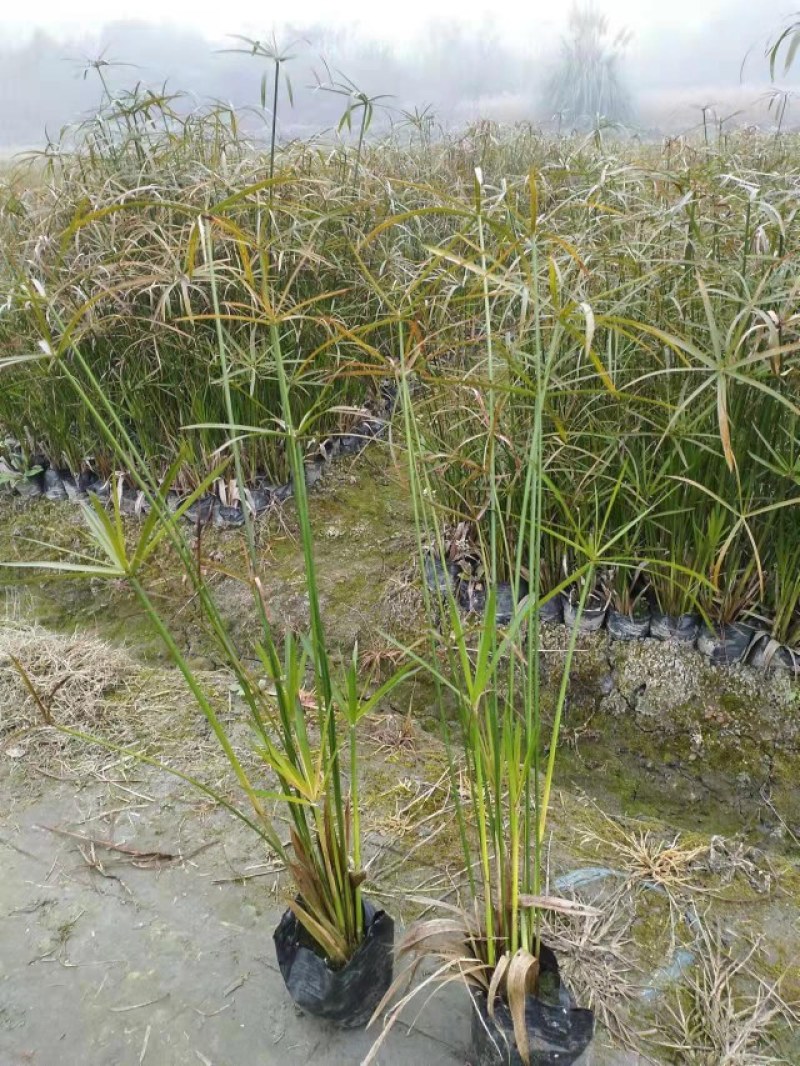 水生植物旱伞草地苗杯苗基地直销工程苗50-1米高