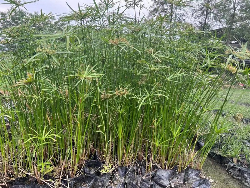 水生植物旱伞草地苗杯苗基地直销工程苗50-1米高