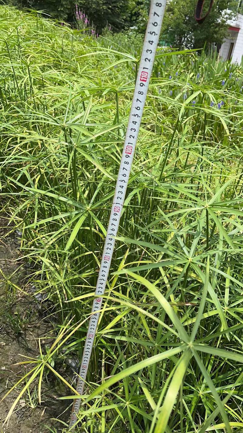 水生植物旱伞草地苗杯苗基地直销工程苗50-1米高