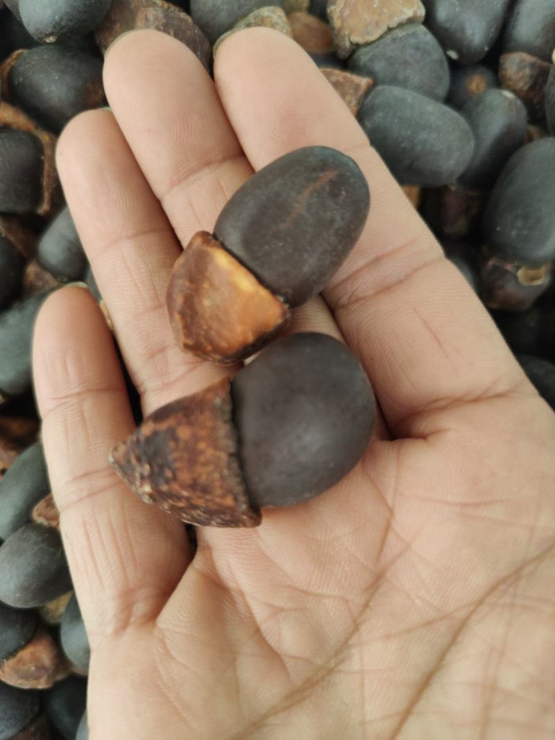 野生马牙果缅茄菩提子阴阳子，可全国发货