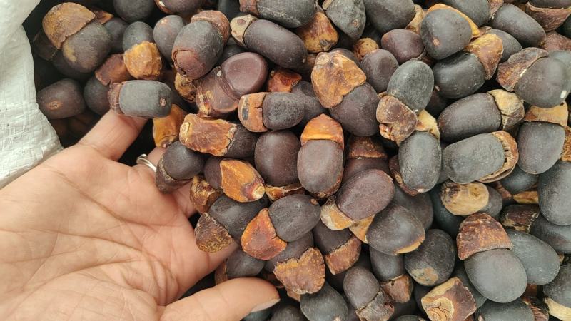 野生马牙果缅茄菩提子阴阳子，可全国发货