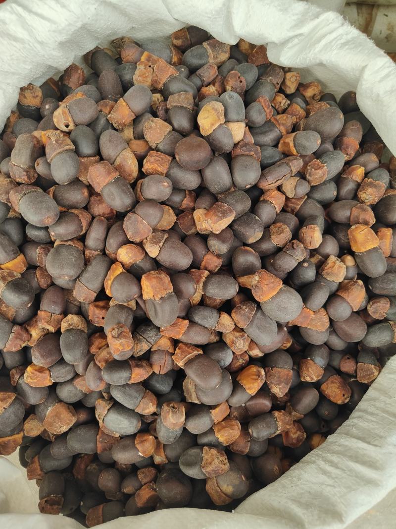 野生马牙果缅茄菩提子阴阳子，可全国发货