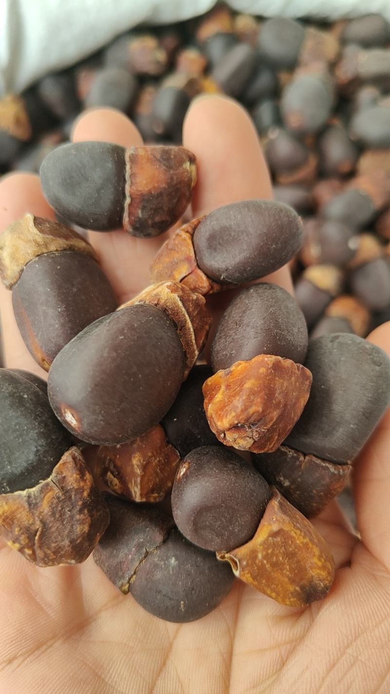 野生马牙果缅茄菩提子阴阳子，可全国发货