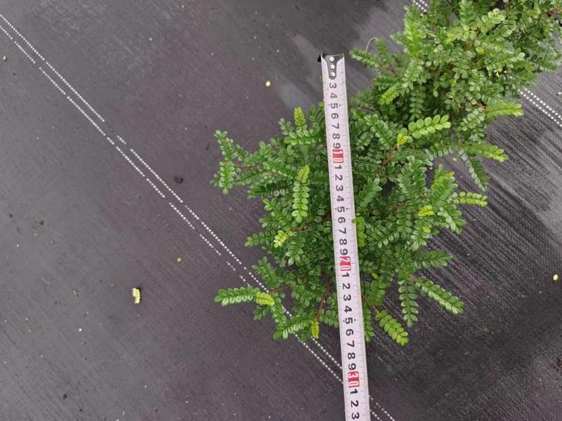 胡椒木小盆栽110规格，广州发货适合做电商和种盆栽