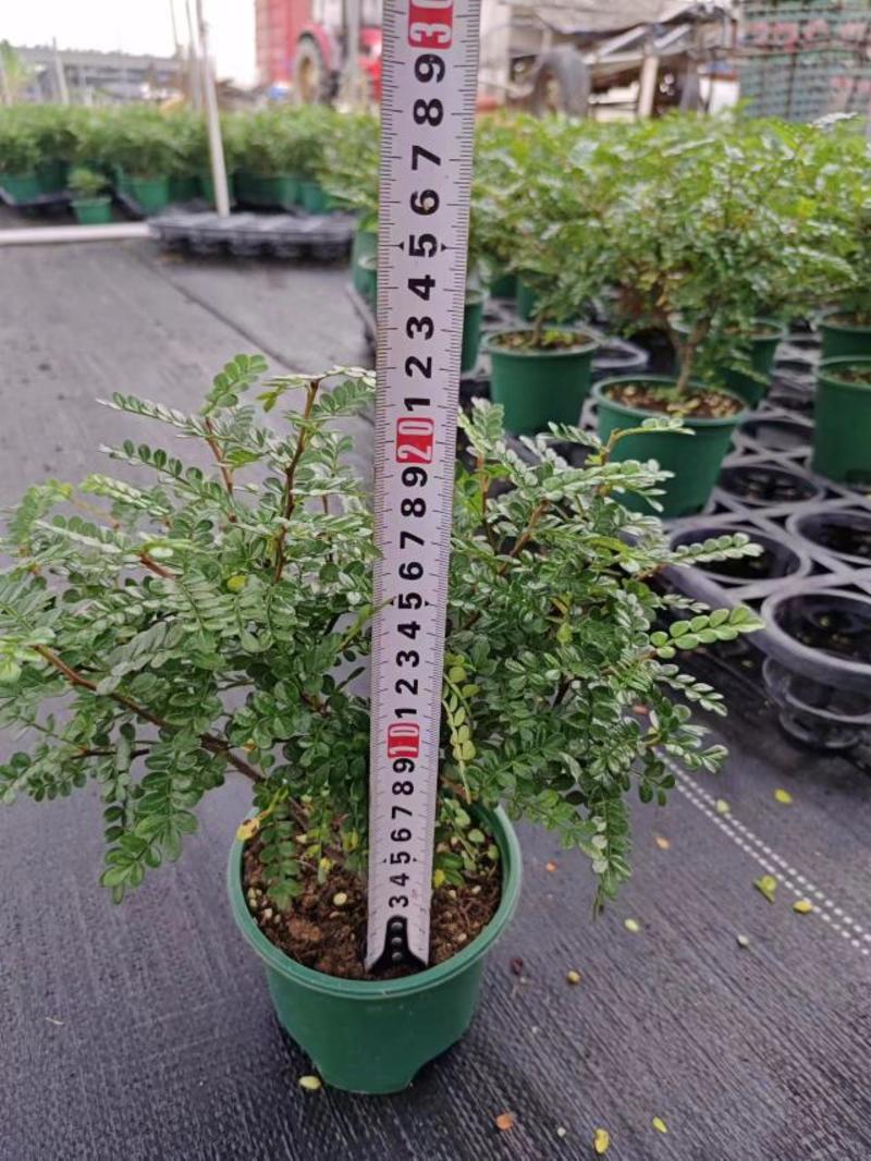 胡椒木小盆栽110规格，广州发货适合做电商和种盆栽