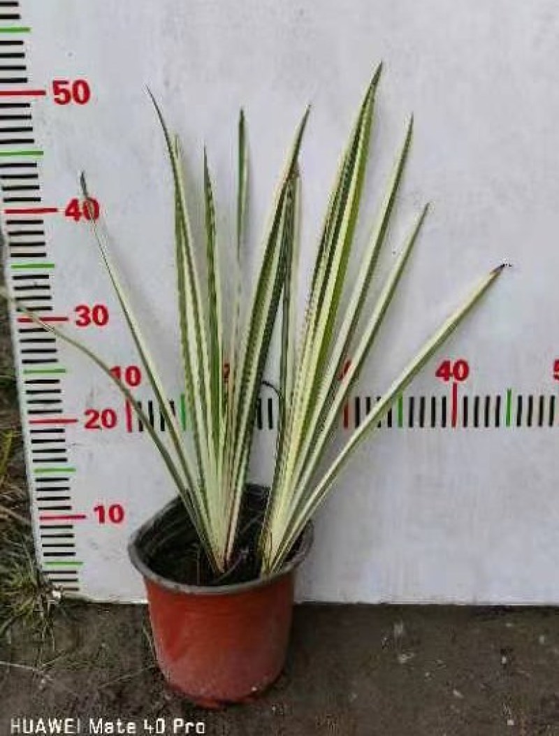 批发花叶玉蝉花玉蝉花加仑杯基地直销一手货源视频看货