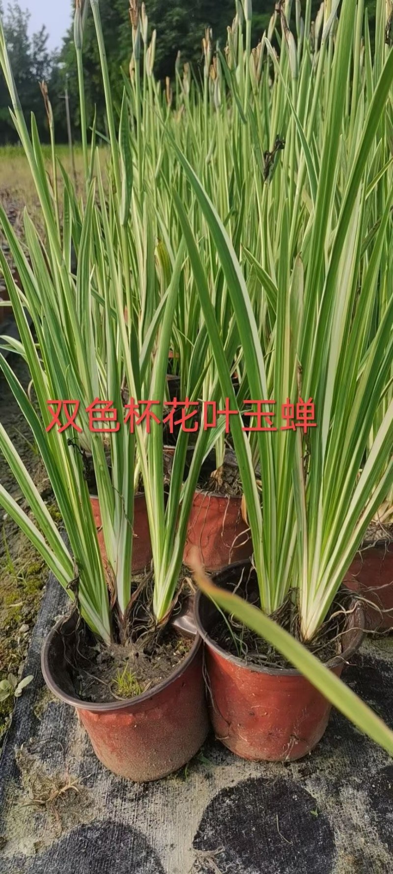 批发花叶玉蝉花玉蝉花加仑杯基地直销一手货源视频看货
